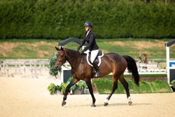 Mafalda De La Fresniere Belgian Warmblood Hunter photo 2