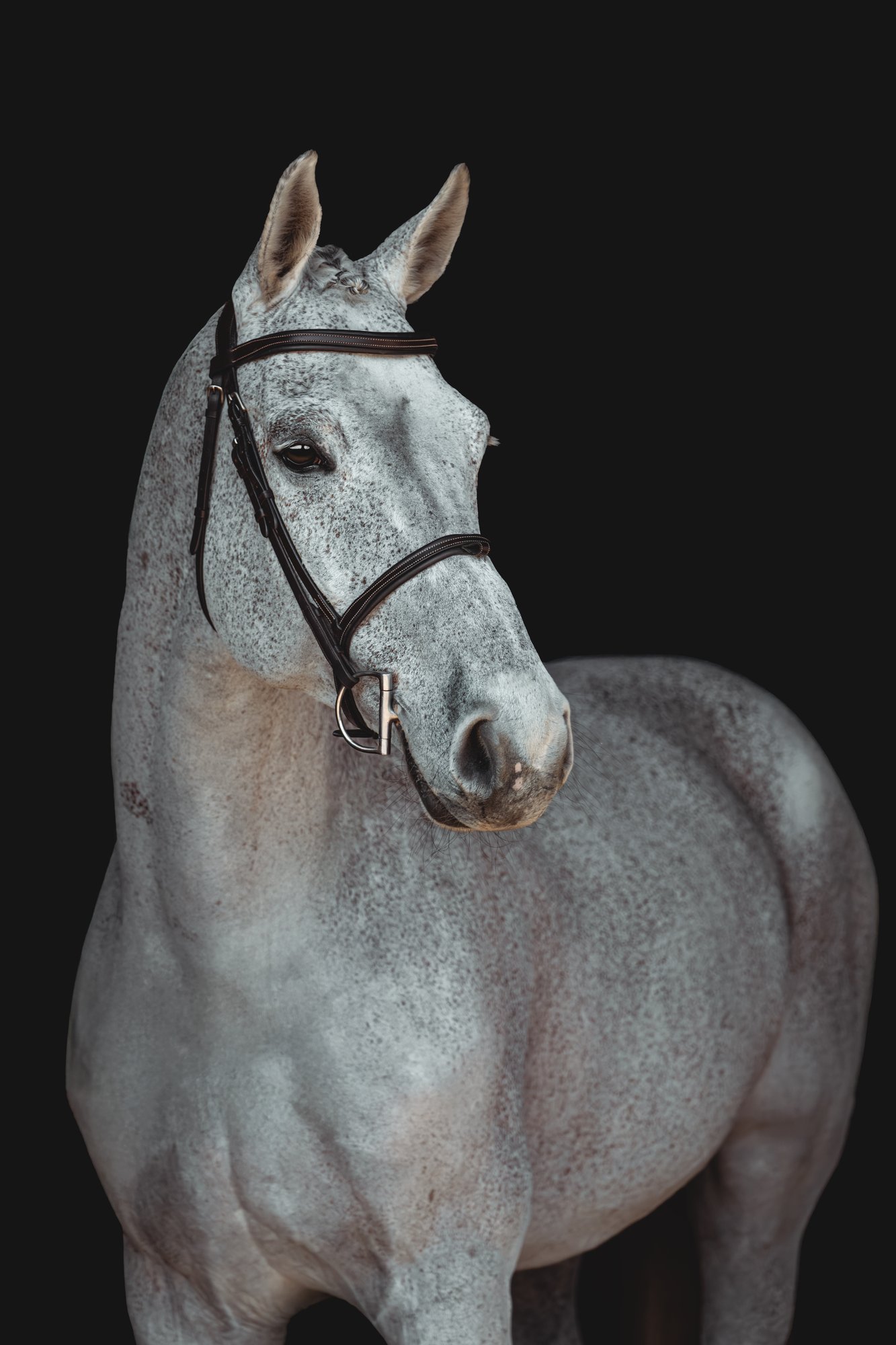 2016 16.3 hand Oldenburg Gelding BIGEQ +