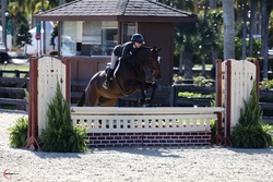 Tremendous Hanoverian Hunter photo 2