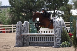 Chatel de Mazin Warmblood Equitation photo 4