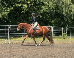 Lucca KSH Oldenburg Jumper photo 3