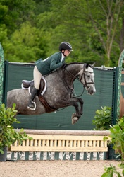 REMEMBER TOTO'S MAIL German Riding Pony Hunter photo 2
