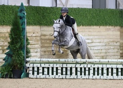 Stoneleigh Welsh Cross Hunter photo 8