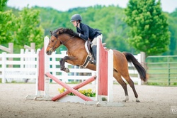 Ferrero Rocher Welsh Cross Hunter photo 1