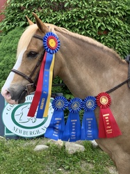 D.F. I've Got Rhythm Welsh Pony Hunter photo 7