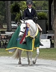 Texas Moonshine Welsh Pony Hunter photo 1