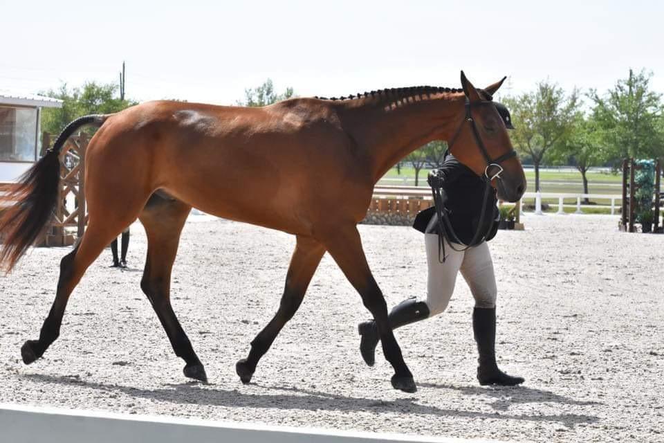 Just One Look Oldenburg Hunter