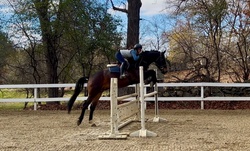 CMS Lowkey Holsteiner Equitation photo 6