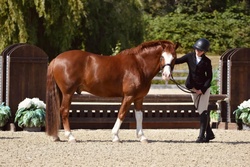 Coach Welsh Pony Hunter photo 1