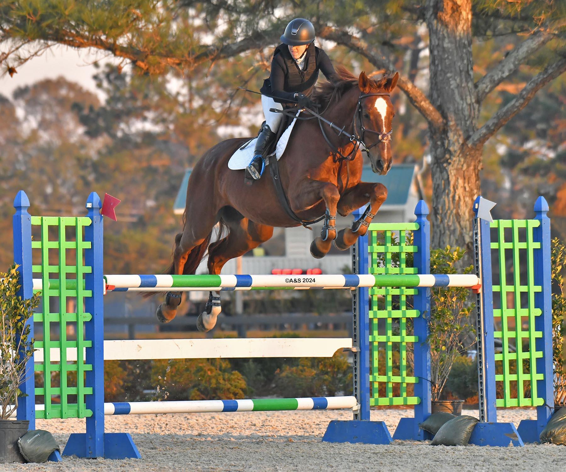 Koko Express Dutch Warmblood