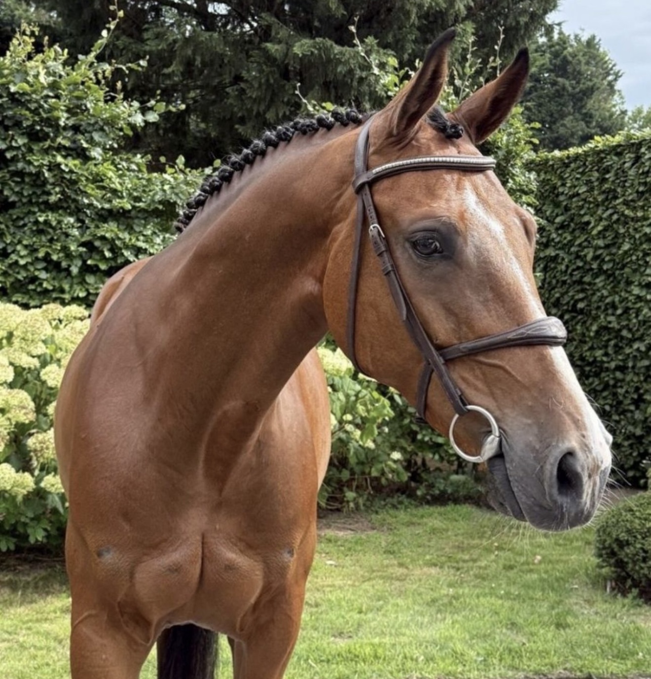 URIOSO VAN DE HALVEN AKKER