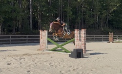 Focus Tachor Z Zangersheide Jumper photo 1