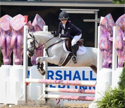 Pea Pod Welsh Pony Hunter photo 2