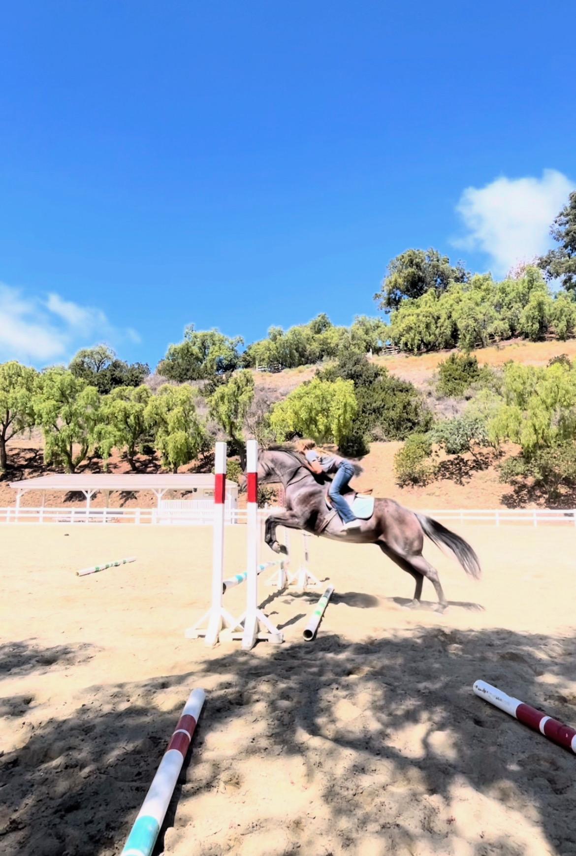 Zippos Mr Good Quarter Horse Jumper