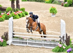 Ringleader German Riding Pony Hunter photo 2