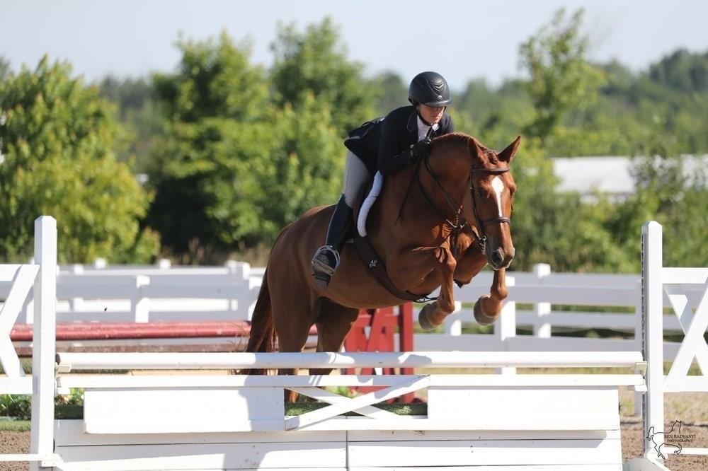 Caspian d'Armonie Oldenburg Hunter