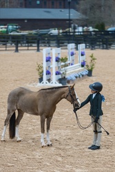 Cane Creek's Oopsie Daisy Welsh Cross Hunter photo 8