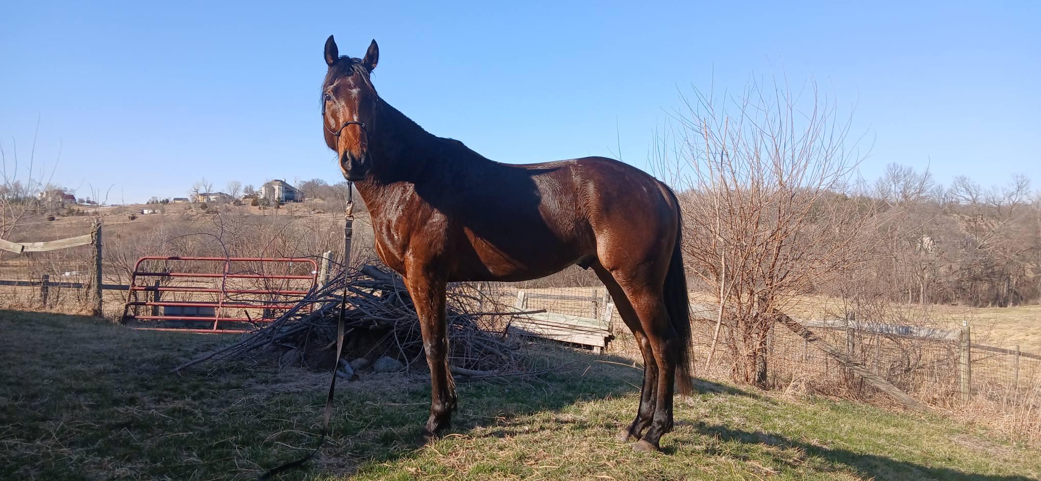 2022 16 hand TB Gelding BIGEQ +