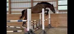 Fifi Warmblood Hunter photo 2