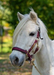 Cross Creek White Water Welsh Pony Hunter photo 2