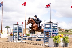 MBF Dropkick Murphy Irish Sport Horse Jumper photo 1
