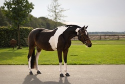 Jessy Bo Duke Other Breed Hunter photo 2
