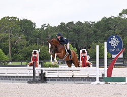 ORLANDO Dutch Warmblood Hunter photo 1