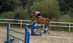 Pjotter Dutch Warmblood Jumper photo 3