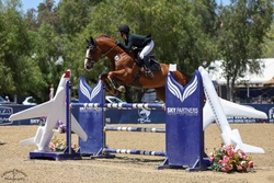 Raspberry Beret Belgian Warmblood Jumper photo 7