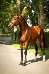 Pepin Dutch Warmblood Jumper photo 4