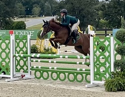 Chasity Van Blu Z Zangersheide Jumper photo 4