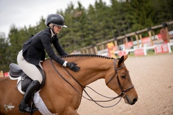 Espresso Warmblood Hunter photo 4