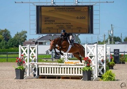 Athena Canadian Warmblood Hunter photo 1