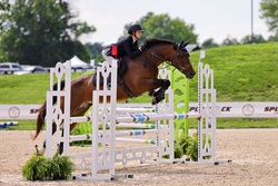 Emy Dutch Warmblood Jumper photo 2