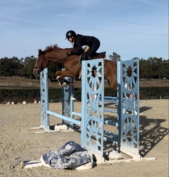 Chasity Van Blu Z Zangersheide Jumper photo 5
