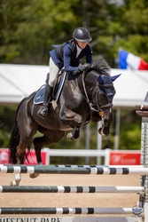 Olympic Air Dutch Warmblood Jumper photo 2