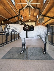 Perlbritta MG Dutch Warmblood Jumper photo 2