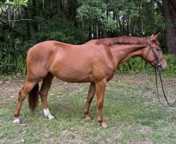 Am Special Darco Belgian Warmblood Hunter photo 3