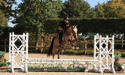Anjershof Rishi Crossbred Hunter photo 4