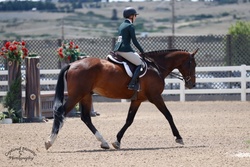 Chatel de Mazin Warmblood Equitation photo 3