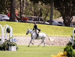 Enegren German Warmblood Hunter photo 4