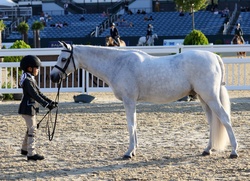 Romance German Riding Pony Hunter photo 1