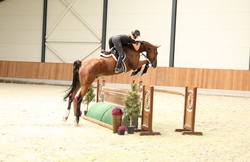 Maclay Finals Oldenburg Jumper photo 3