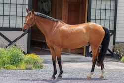 VDL Ironic Dutch Warmblood Jumper photo 6