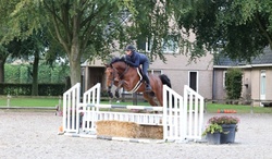 hunter Dutch Warmblood Hunter photo 1
