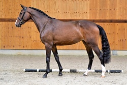 Antares van ’t Zandven Warmblood Jumper photo 3