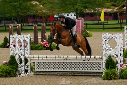 CMS Cruise Control Warmblood Hunter photo 2