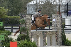 Tinka’s Soldier Warmblood Jumper photo 4