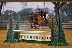 Tyamo Zangersheide Jumper photo 5