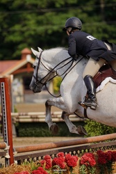 CMS Levantos Dutch Warmblood Hunter photo 3